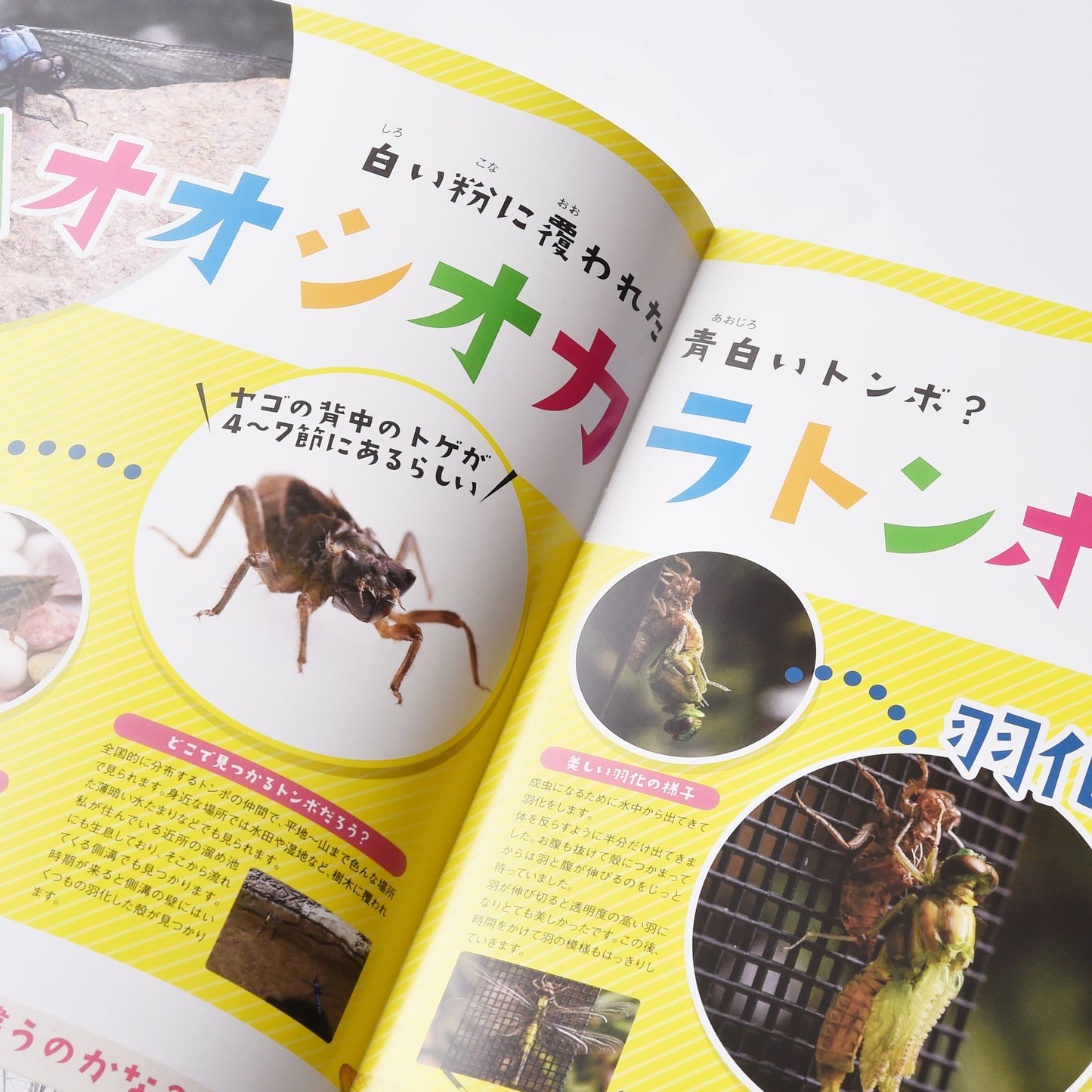 【13号】月刊ムシミル(2022.9)