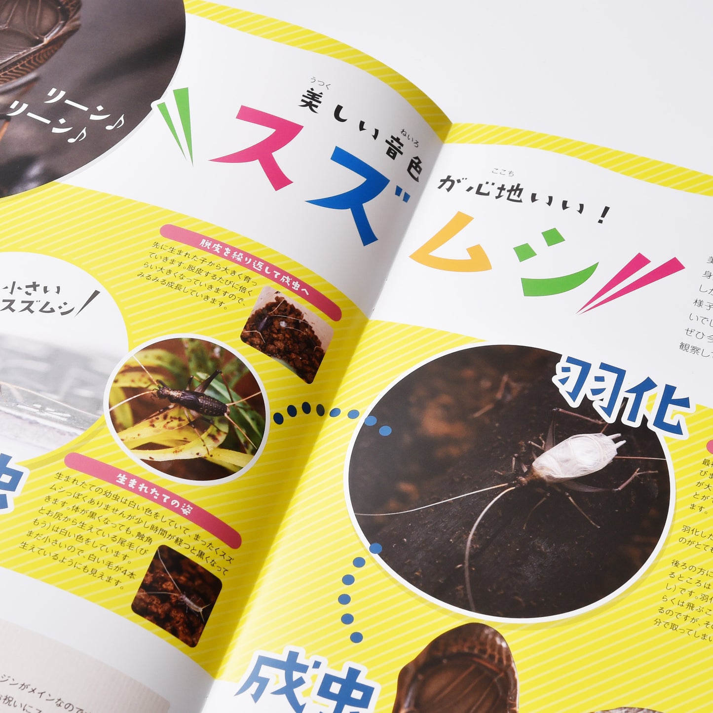 【15号】月刊ムシミル(2022.11)