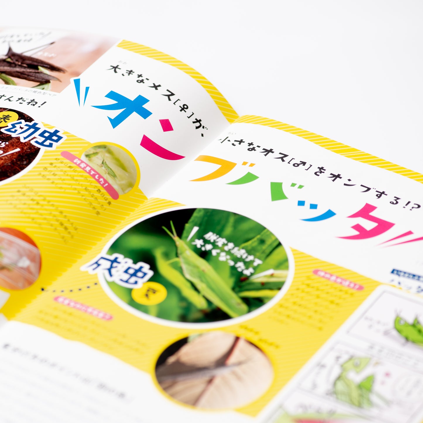 【2号】月刊ムシミル2号(2021.10)