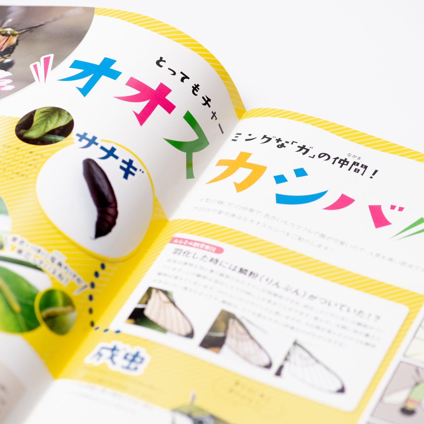 【5号】月刊ムシミル5号(2022.1)