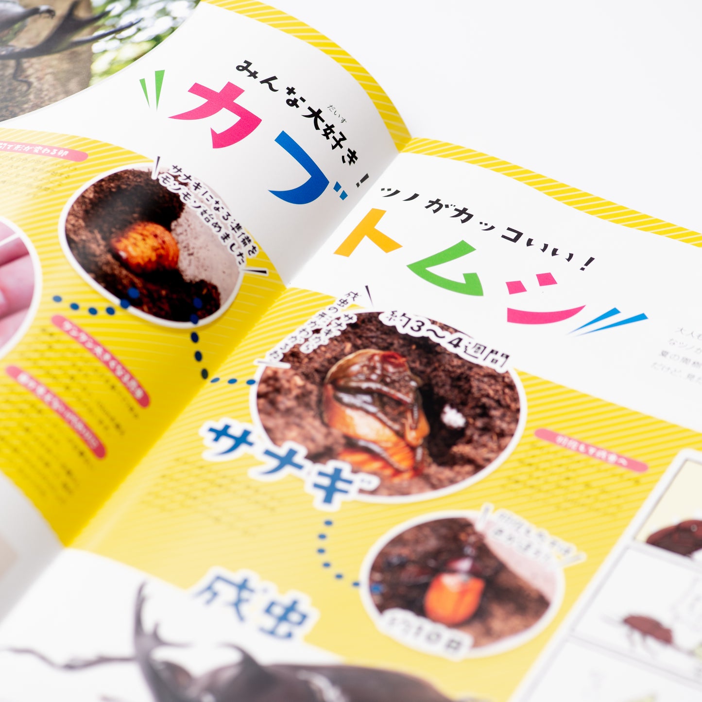【11号】月刊ムシミル(2022.7)