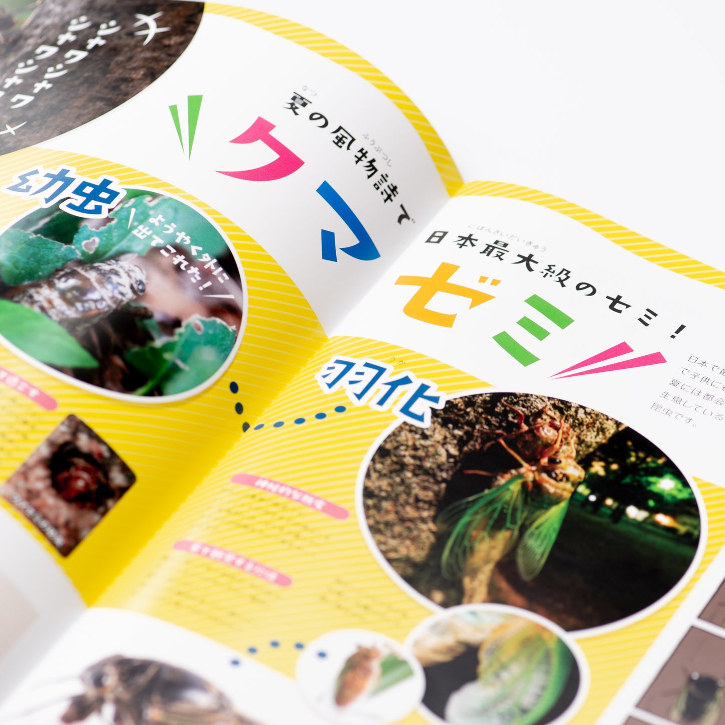 【12号】月刊ムシミル(2022.8)