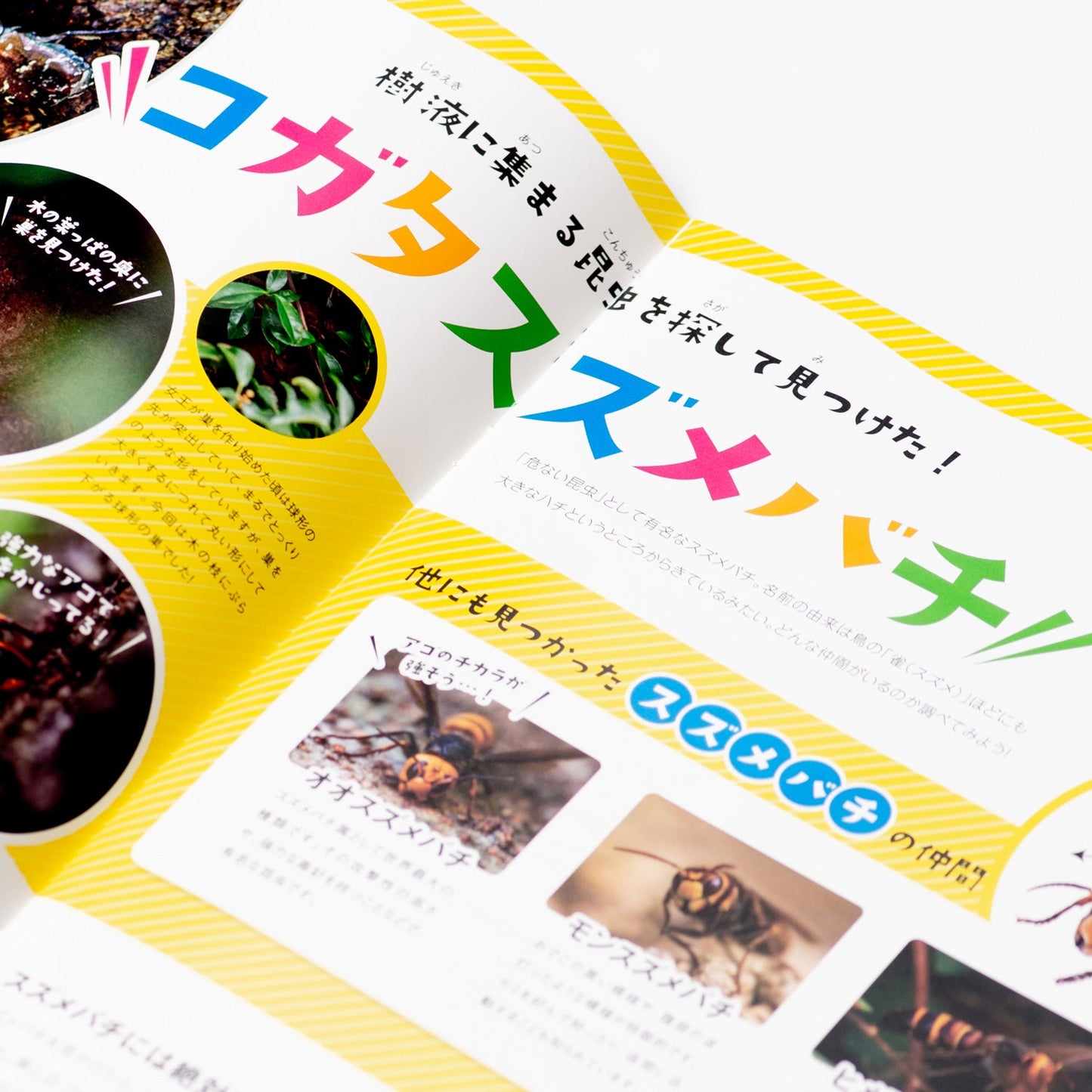 【お試しセット】月刊ムシミル 0号+1号のお試しセット
