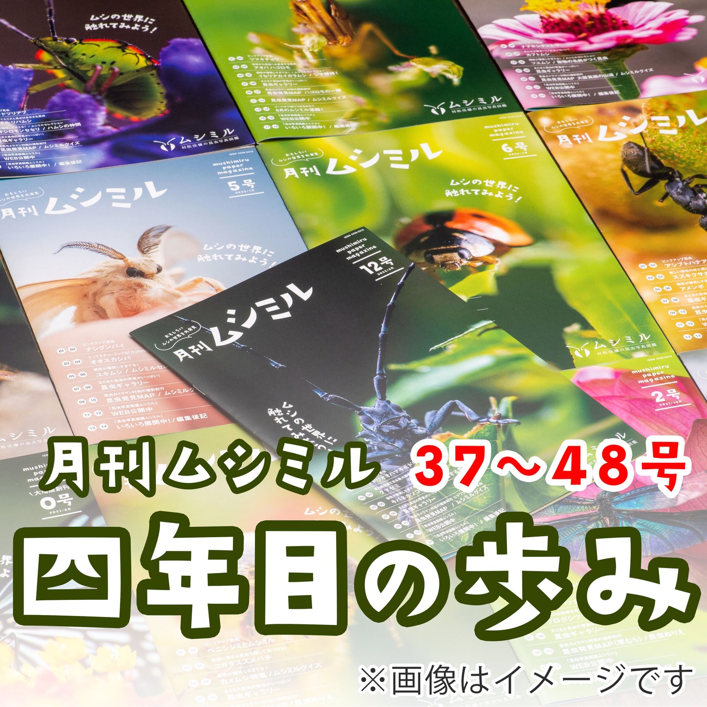 【四年目の歩みセット】月刊ムシミル37～48号（12冊）2024年9月～2025年8月まで【送料無料】